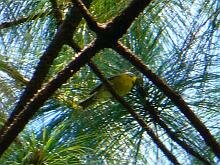 Crescent-chested Warbler